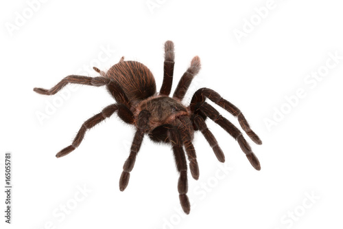 Brachypelma vagans spider Isolated © kirilldz