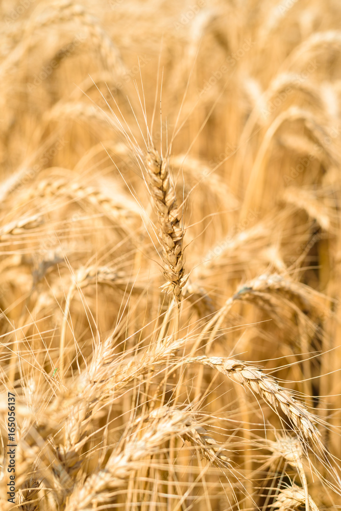 Golden wheat in the field, closeup, selective focus. Spikes of ripe wheat field background, free space. Agriculture, agronomy and farming background. Harvest concept Golden wheat in the field, closeup, selective focus. Spikes of ripe wheat field background, free space. Agriculture, agronomy and farming background. Harvest concept