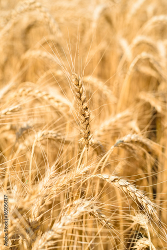 Golden wheat in the field, closeup, selective focus. Spikes of ripe wheat field background, free space. Agriculture, agronomy and farming background. Harvest concept