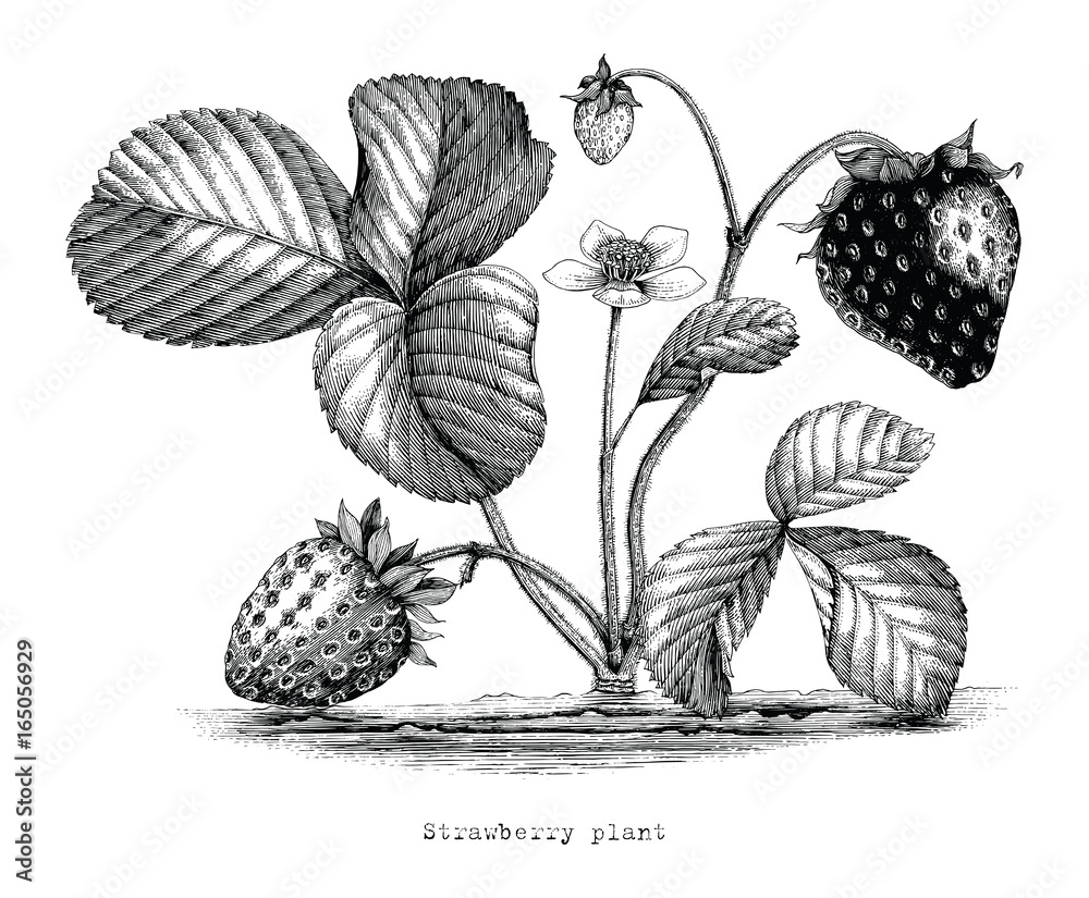 Strawberry Clipart #1129274 - Illustration by Picsburg