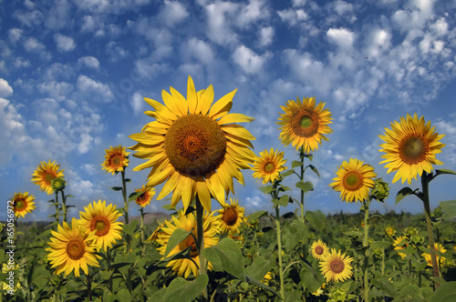 Field of sunflowers and blue sky background