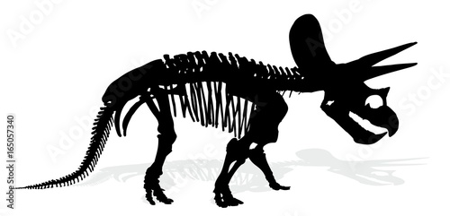 Skeleton of dinosaur. 