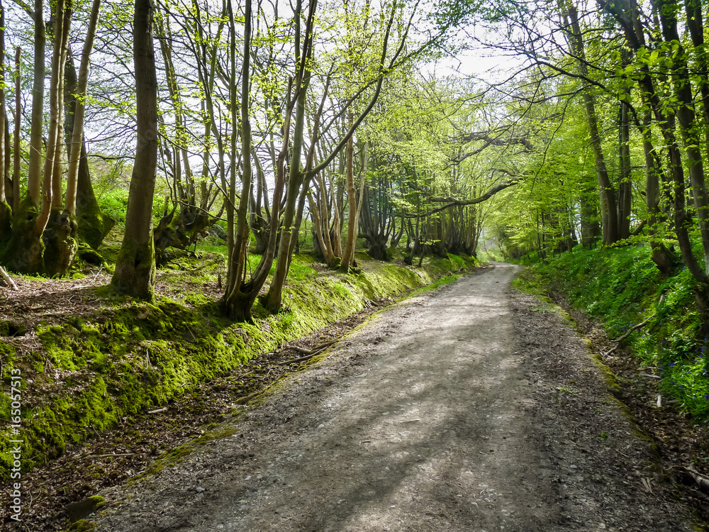 Fototapeta premium Tree lined pathway
