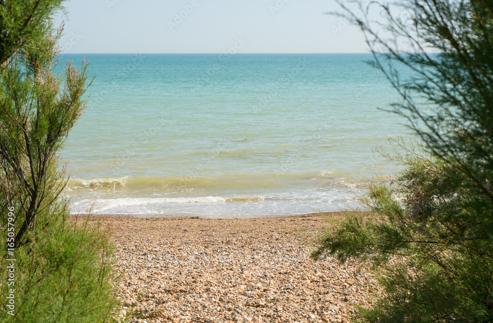 The sea through Tamarisk trees. Sussex. England The sea through Tamarisk trees. Sussex. England