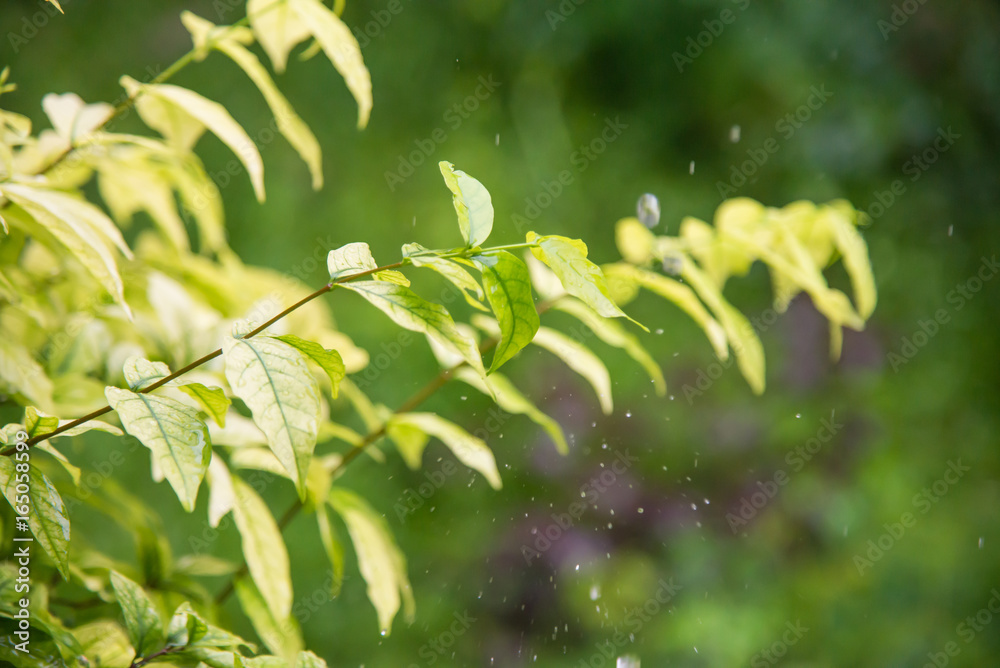 Fototapeta premium Raining with water splash on plant.