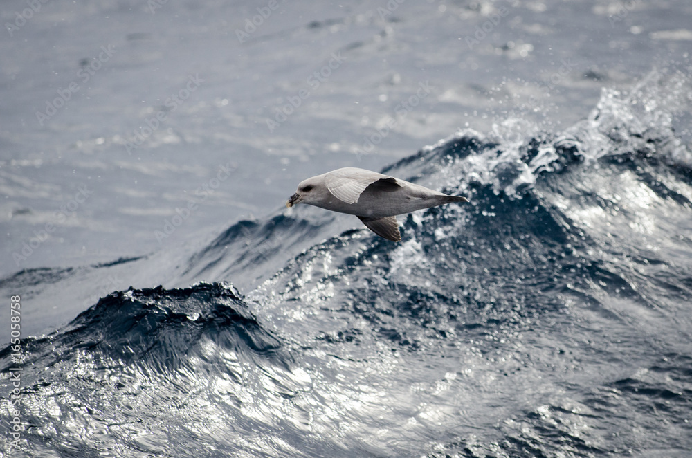 Fototapeta premium Artic fulmars in flight