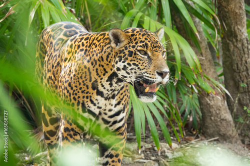 Fototapeta Naklejka Na Ścianę i Meble -  Jaguar in the jungle