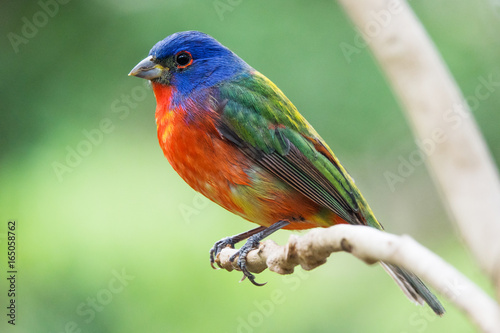 Painted bunting - Passerina ciris - most beautiful colored bird of the North America - protected photo