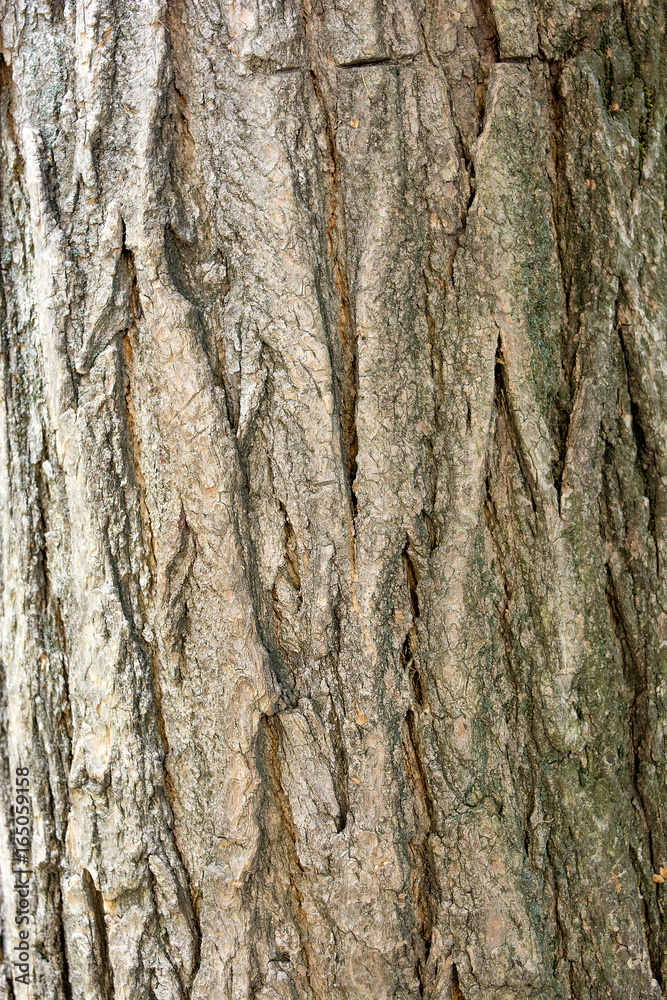 Sophora japonica tree. Bark of tree. Tree trunk. Acacia. Natural Background. Sophora japonica tree. Bark of tree. Tree trunk. Acacia. Natural Background.