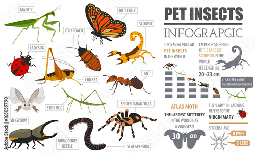 Fototapeta Naklejka Na Ścianę i Meble -  Pet insects breeds icon set flat style isolated on white. House keeping bugs, beetles, sticks, spiders and other collection. Create own infographic about pets