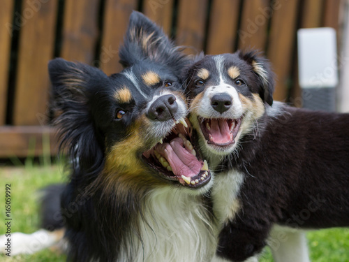 Bordercollie Mutti mit Welpe