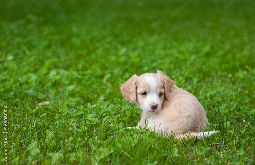 Funny puppy creamy color sitting on the green grass. First walk Funny puppy creamy color sitting on the green grass. First walk