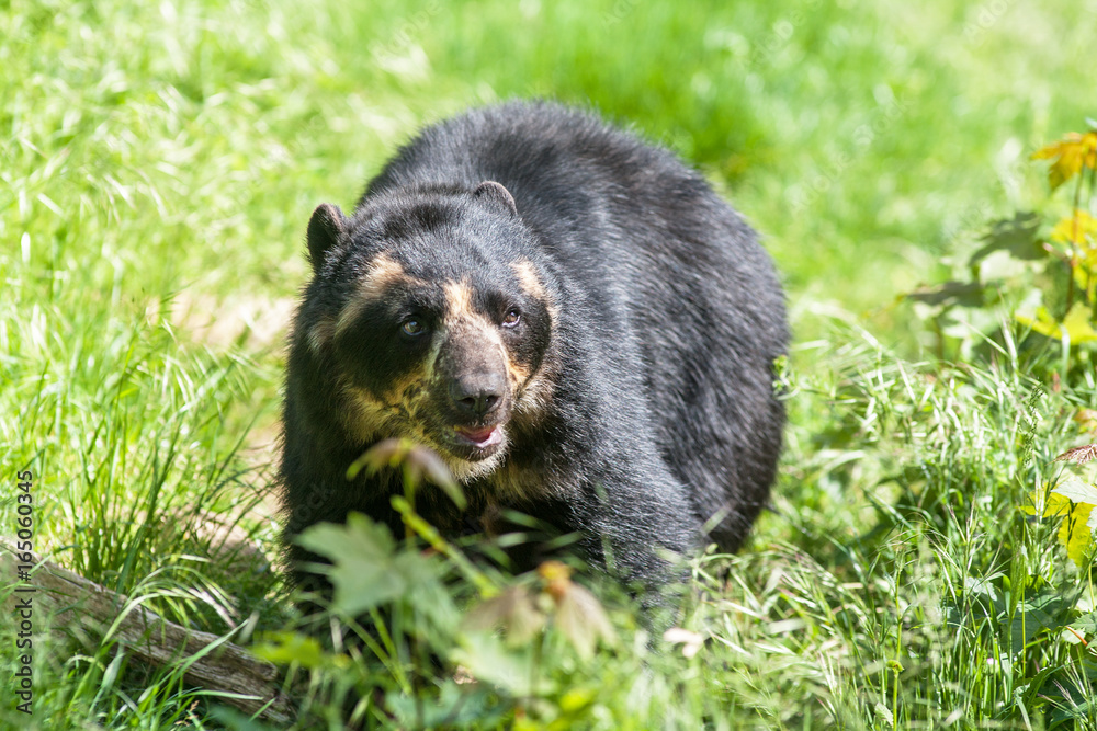Fototapeta premium Ours à lunettes - Tremarctos ornatus - en gros plan