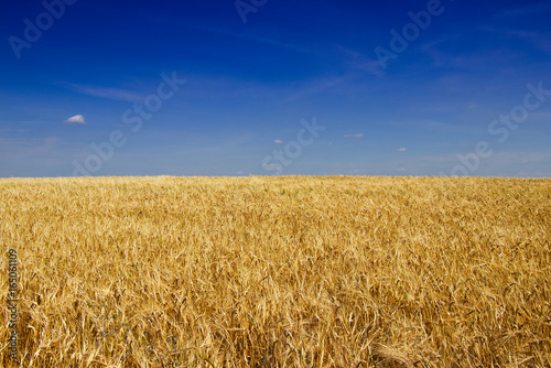 Golden barley field before harvest in hot summer. Endless field of grain and blue sky as a background. 