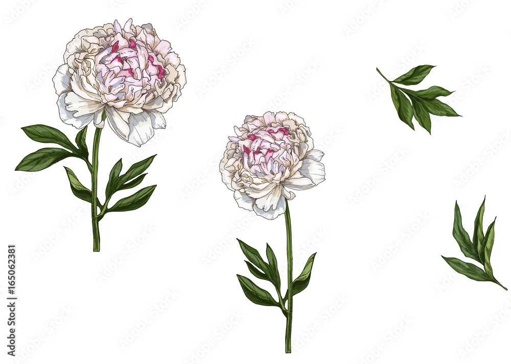 Set with gently pink peony flowers, leaves and stems isolated on white background. Botanical vector illustration