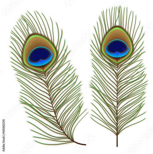 Peacock feather set isolated on white