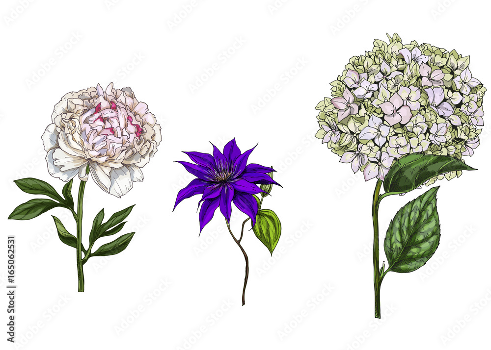 Set with peony, clematis and phlox flowers, leaves and stems isolated on white background. Botanical vector illustration