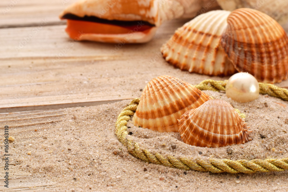 shells shells