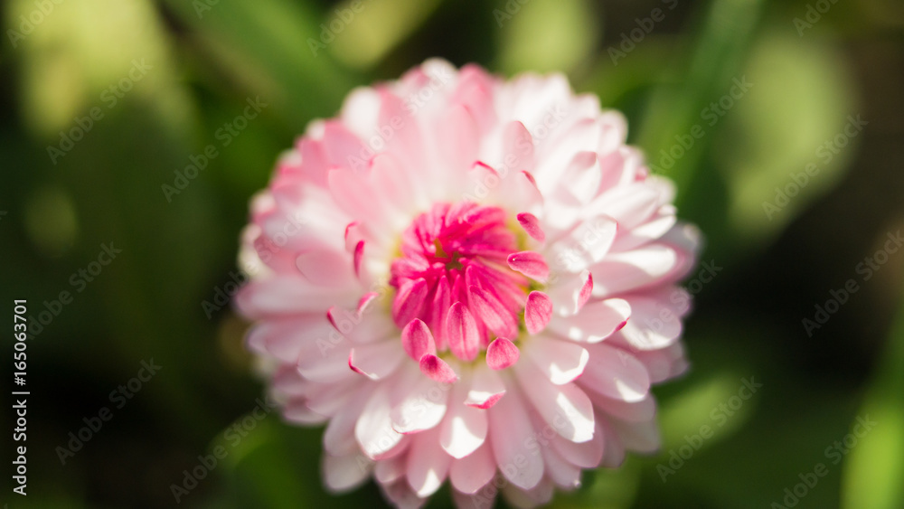 A daisy flower on a green background. One field daisy in the field of gerbera or daisy beautiful pink flowers in the garden with spring bokeh background