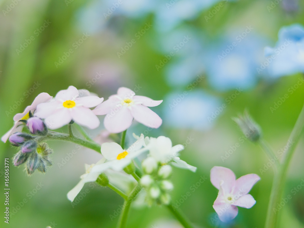 Flowers forget-me-nots blue and pink as a concept of boy and girl attitude of the sexes of love and harmonious relations in the family Flowers forget-me-nots blue and pink as a concept of boy and girl attitude of the sexes of love and harmonious relations in the family