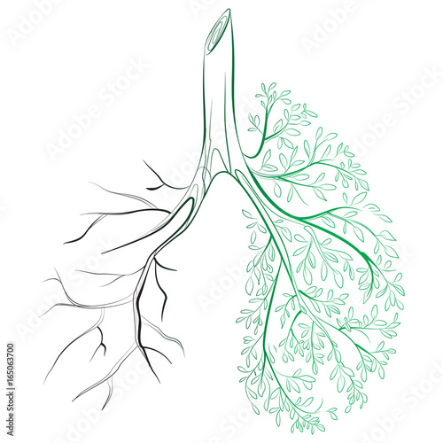 Human lungs. respiratory system. Healthy lungs. Light in the form of a tree. Line art. Drawing by hand. Medicine.