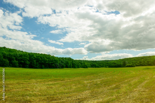  Chamfered wheat field on a summer day