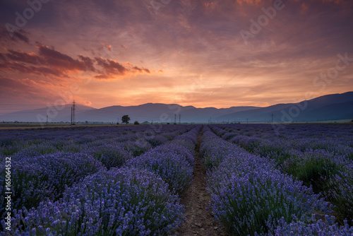 Lavender fields. Beautiful image of lavender field.