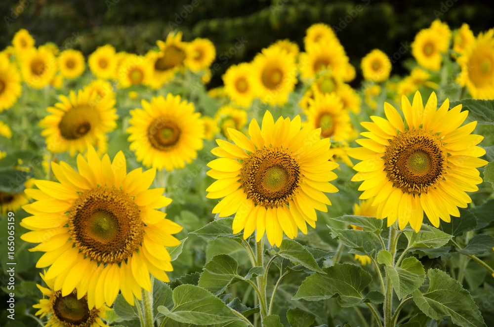 Sunflower plant on field