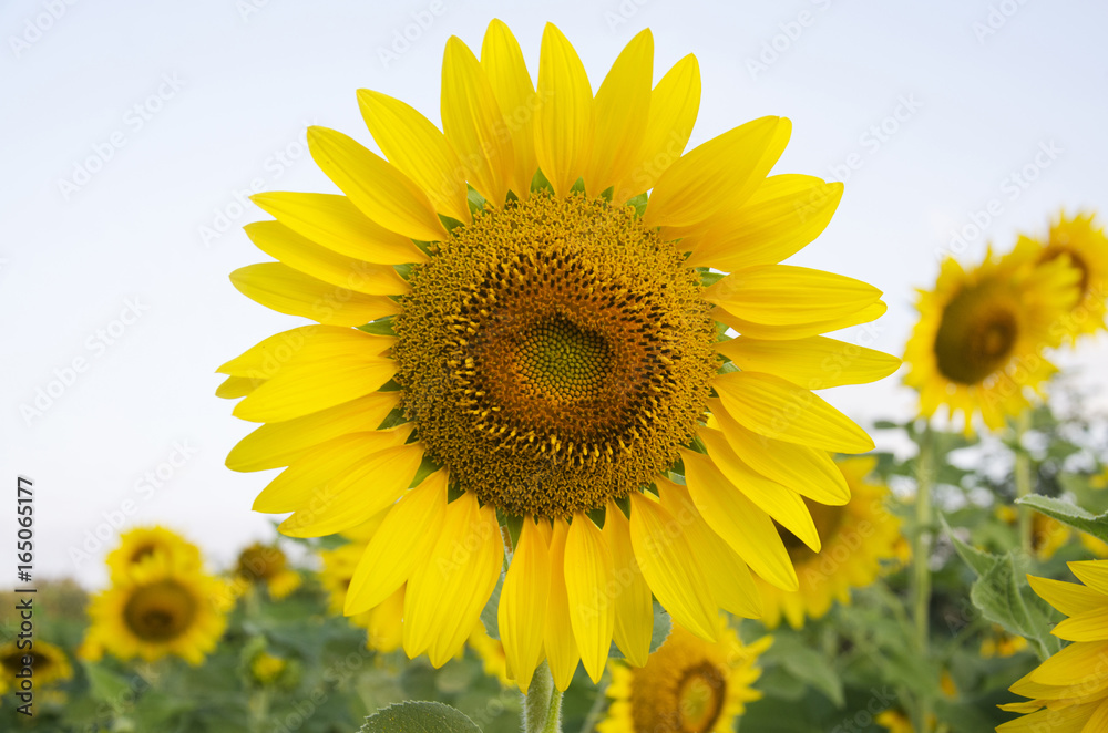 Sunflower plant on field