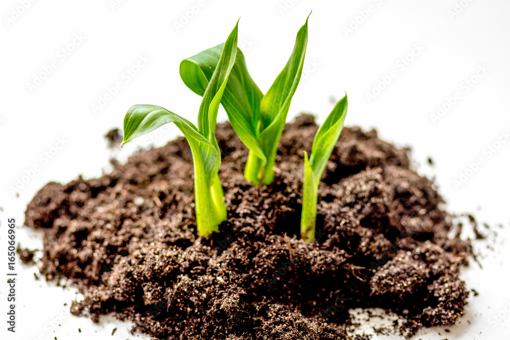 Concept birth of idea- sprout from soil on white background Concept birth of idea- sprout from soil on white background