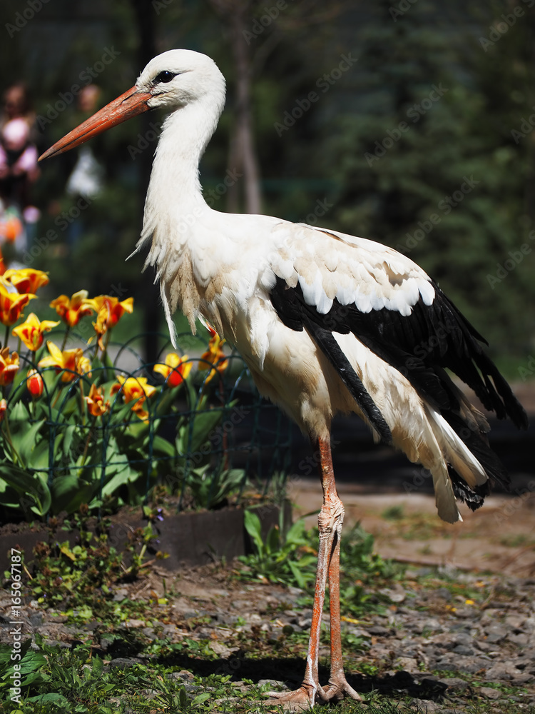 Fototapeta premium Stork white staying at the green grass near flowers