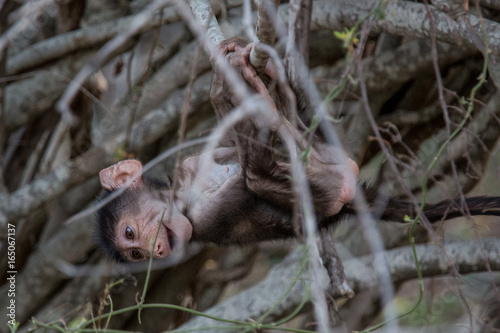 A young baboon in Kruger National Park in South Africa