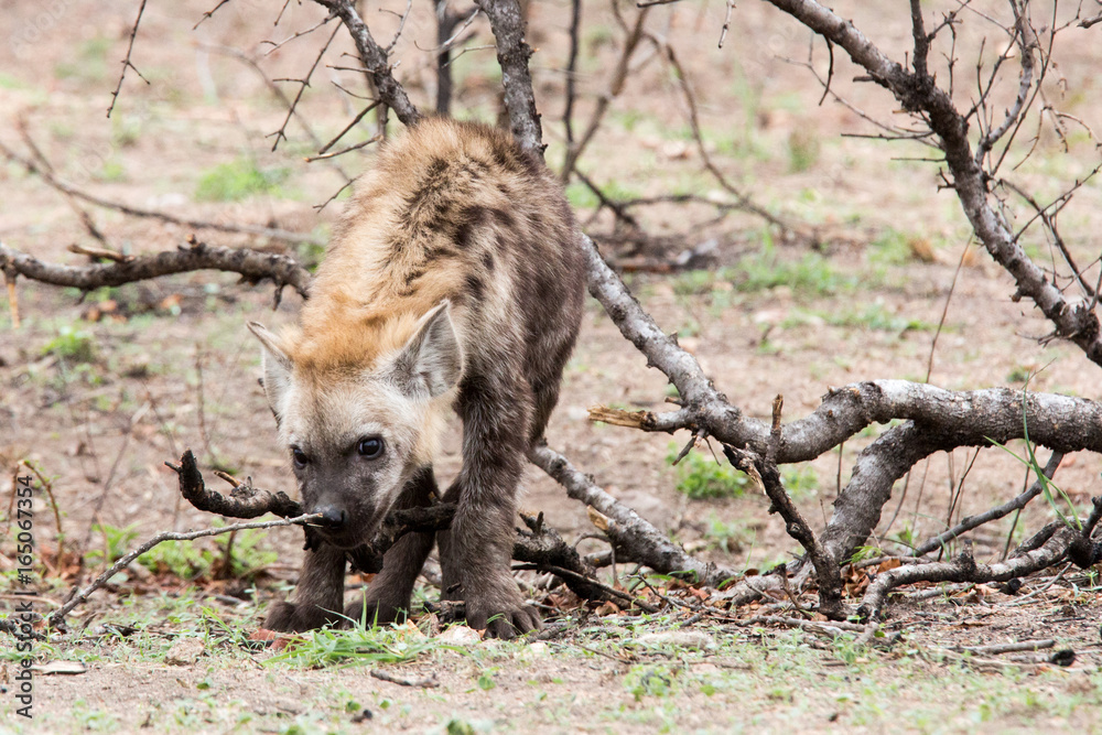 A wild dog pup in Kruger National Park in South Africa A wild dog pup in Kruger National Park in South Africa