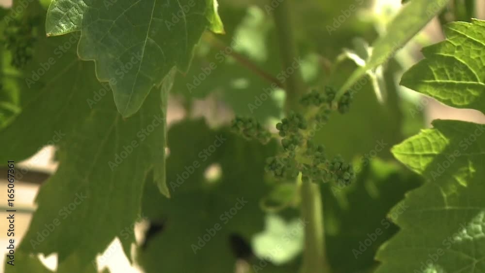 vineyard at summer Wine Vineyard sunlight through grape leaves. Grapes grown mainly for winemaking, but also raisins, table grapes. Vineyard wine production is known as viticulture vineyard at summer Wine Vineyard sunlight through grape leaves. Grapes grown mainly for winemaking, but also raisins, table grapes. Vineyard wine production is known as viticulture