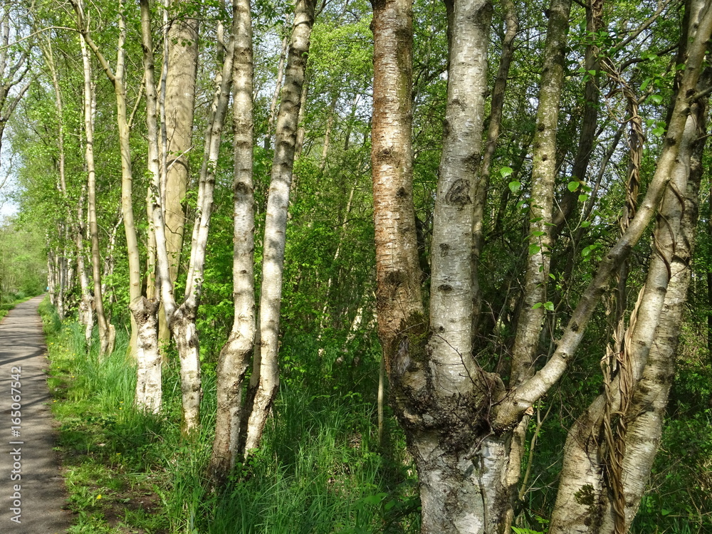 Bomen in de Weerribben Bomen in de Weerribben