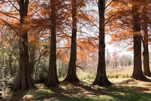 Autumn in a park