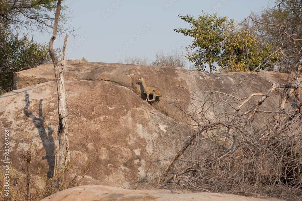 A duiker climbs a rock in Kruger National Park in South Africa
