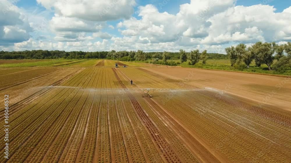 Aerial view: Crop Irrigation using the center pivot sprinkler system. An irrigation pivot watering salad, lettuce field. Irrigation system watering farm field, 4K, aerial footage.