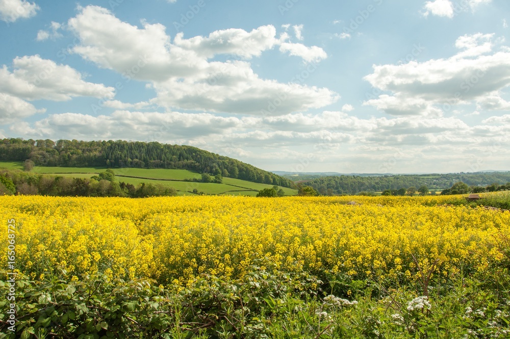 Canola crops in the British countryside.