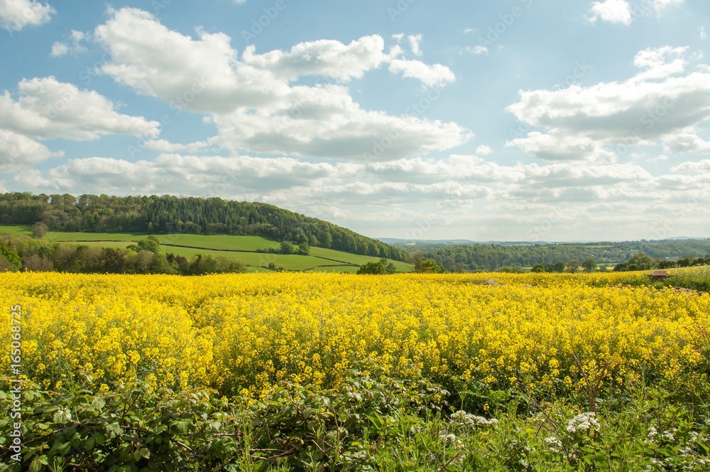 Canola crops in the British countryside. Canola crops in the British countryside.