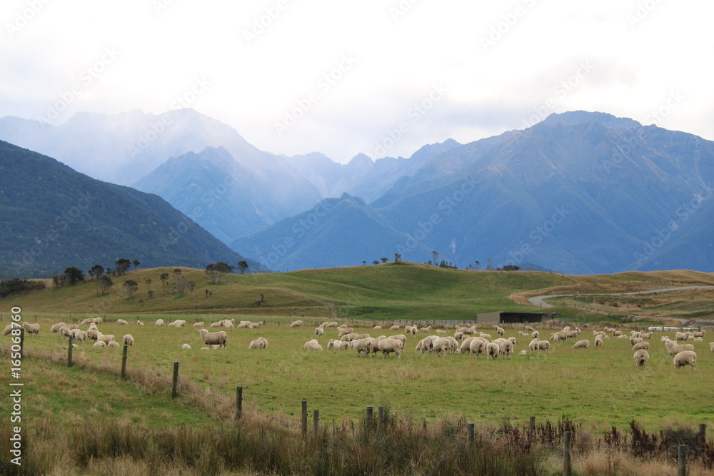 Moutons Fjords Nouvelle Zelande