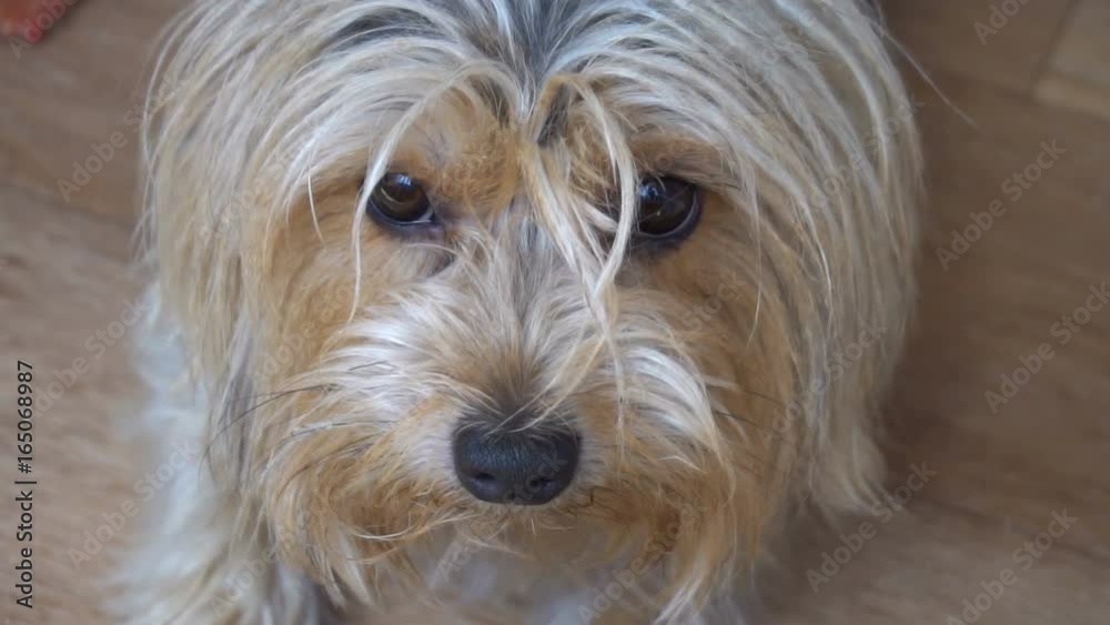 portrait of a Yorkshire Terrier in the room of the apartment. portrait of a Yorkshire Terrier in the room of the apartment.