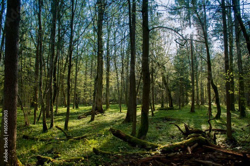 Puszcza Białowieska