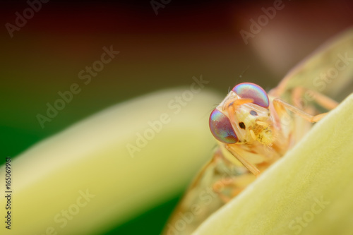 Super macro Bactrocera Zonata or Peach fruit fly on yellow orchid