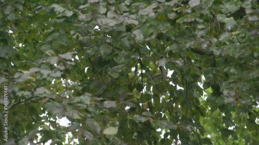 Trees in heavy Storm