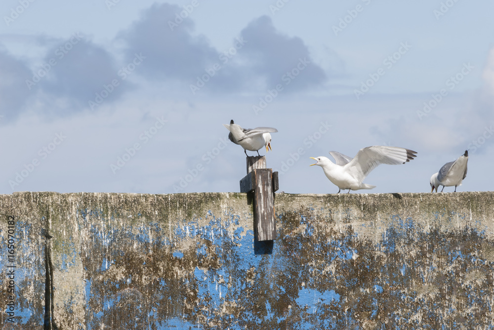Fototapeta premium Sea gulls fighting on wall