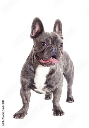 French Bulldog dog full-length on a white background