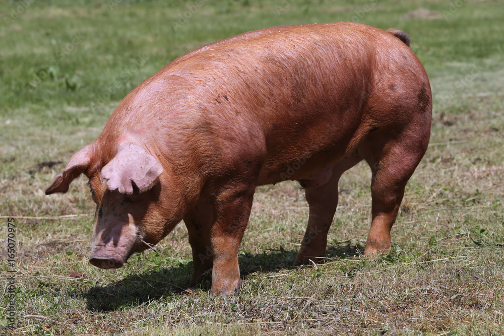 Side view photo of young pig near the farm Side view photo of young pig near the farm