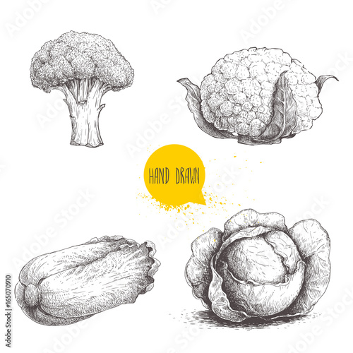 Hand drawn sketch style cabbages set. Cabbage with leafs, cauliflower, broccoli and chinese cabbage pe-tsai.