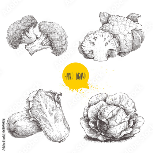 Hand drawn sketch style cabbages set. Cabbage with big leafs, cauliflowers, broccoli and chinese cabbage pe-tsai.